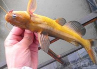 筏竿串钩钓黄颡鱼的技巧