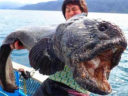 近日,一名日本渔民骄傲地展示捕获一条外形可怕大鱼,该鱼在日本福岛核