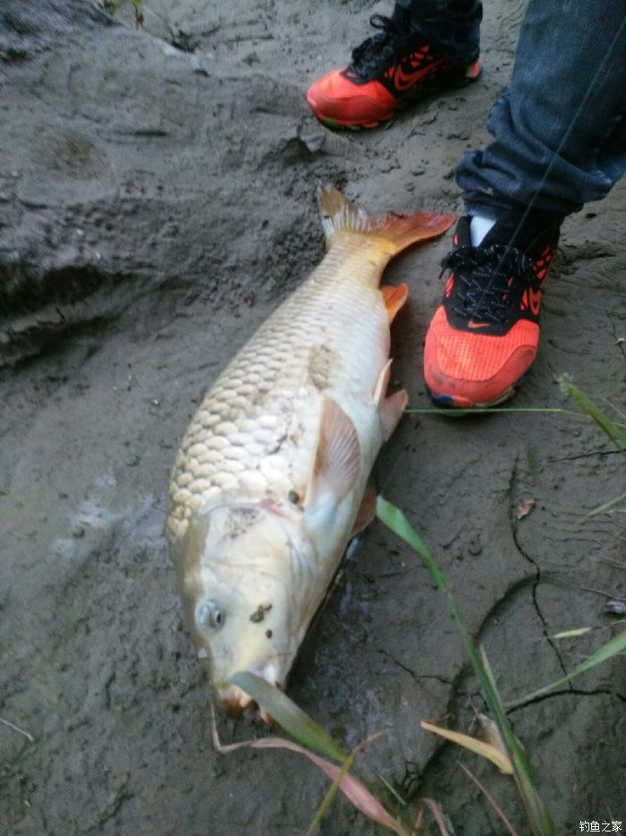 野河钓大鱼 自制饵料钓鲤鱼