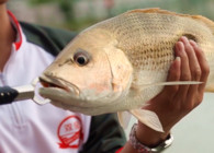 《双宝环球行》第一期 马来西亚激战龙趸鱼 频繁切线终于上大物
