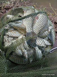 窝料、钓饵的合理搭配是提高渔获的重要因素