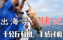 《全球钓鱼集锦》连续钓到10公斤级别的青斑，资源好才是王道！