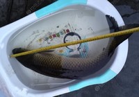 草鱼的生活习性：食性和钓法简析