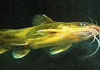 根据黄颡鱼的习性分析钓具和钓法