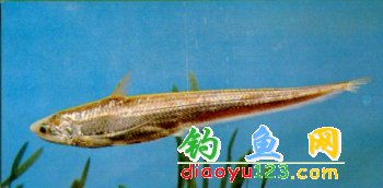 短頜毛花魚