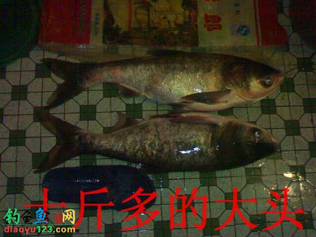 浮釣鰱鳙魚