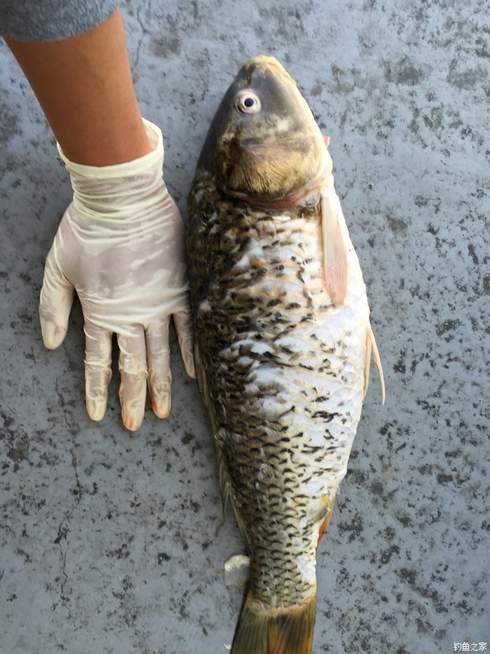 韓國野釣九之手繩暴鯉魚 自制餌料釣馬口魚