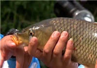 《野釣江湖》第12集 北京55公里水庫釣野鯉魚