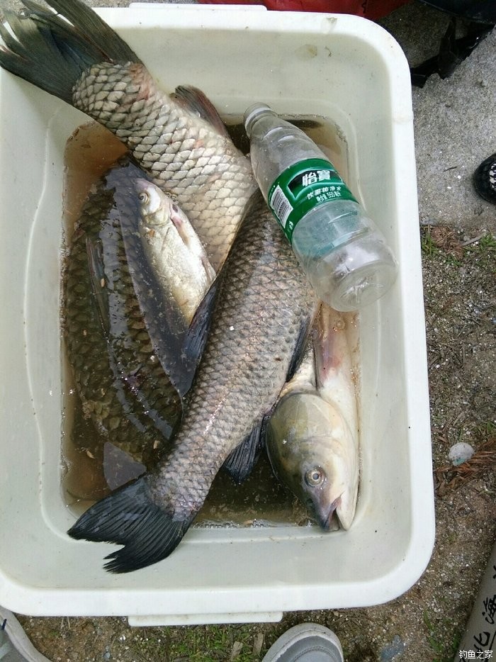 跟老丈人出釣這魚獲真的不錯 化氏餌料釣青魚