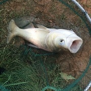 雨过天晴直奔大草而去。