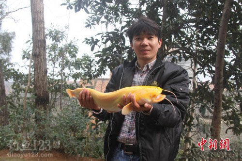 黃金鯰魚