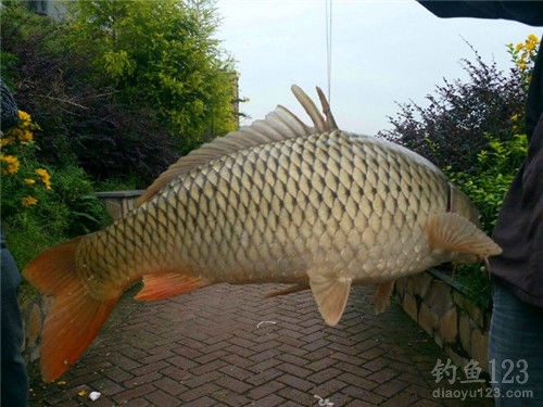 釣鯉魚餌料配方