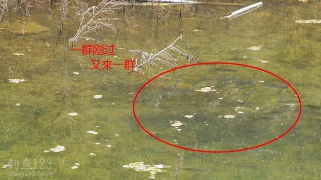 2015升鐘湖水庫(kù)垂釣攻略之春釣淺灘魚(yú)