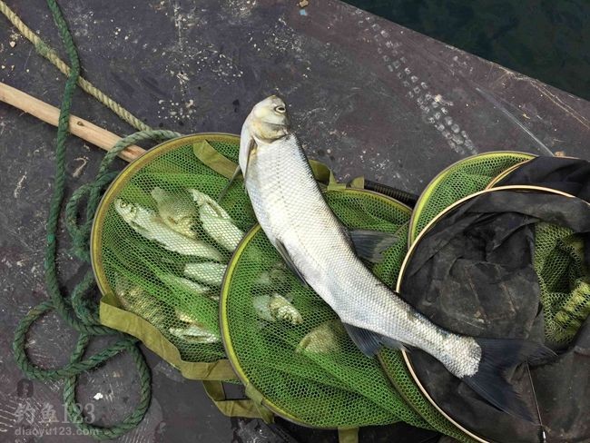 春季垂釣萬峰湖鯉魚翹嘴大爆護