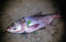 湘江垂釣六尾鳙魚總重80斤