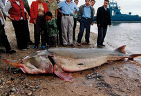 史上罕见！黑龙江渔民捕获900斤超大鳇鱼