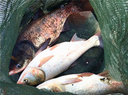 夏季钓鲢鳙鱼的饵料和钓具搭配技巧