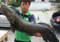 《路亞釣魚視頻》雷蛙加鉛應(yīng)對猾口黑魚