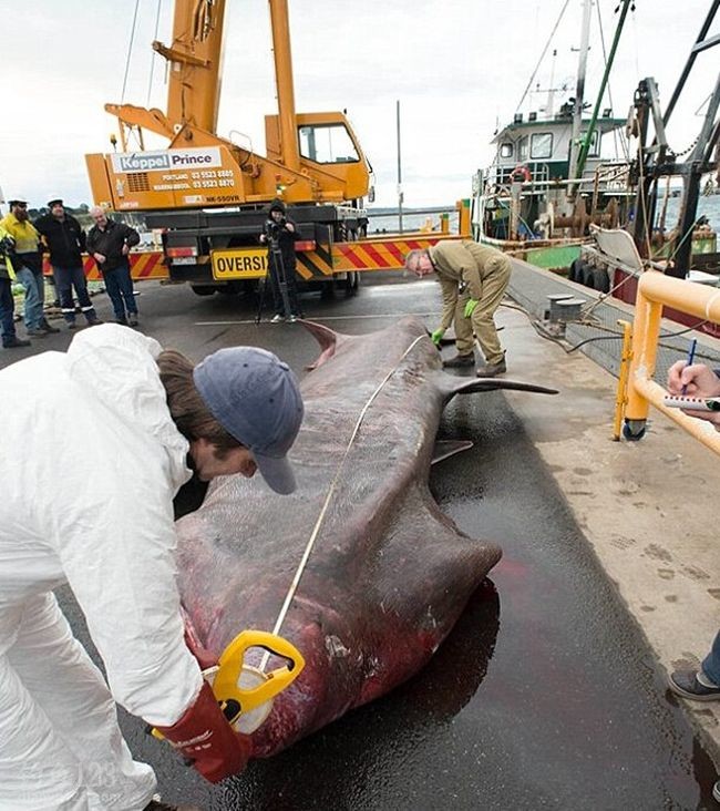 澳洲渔民捕获罕见3吨巨型鲨鱼(姥鲨)为濒临物种