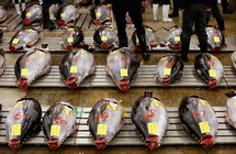 《中国垂钓周刊》第24期 海钓人晒鱼获却遭众人谴责