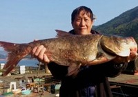 《釣友原創(chuàng)釣魚視頻》自然水域釣獲大鰱鳙