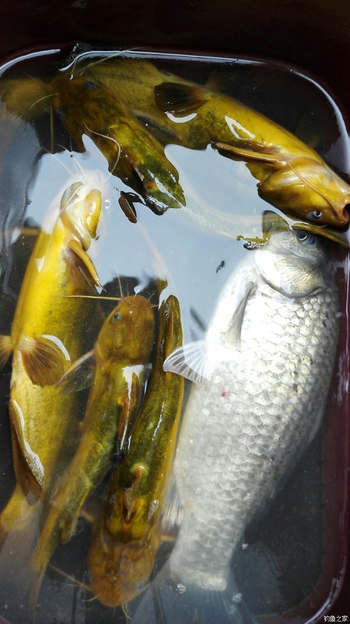 汪刺個頭不小 蚯蚓餌料釣黃顙魚