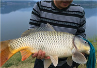 金秋升鐘湖水庫(kù)玉米布窩漲水爽釣大鯉魚(yú)