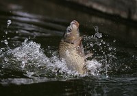 釣組中使用皮筋遛大魚的技巧