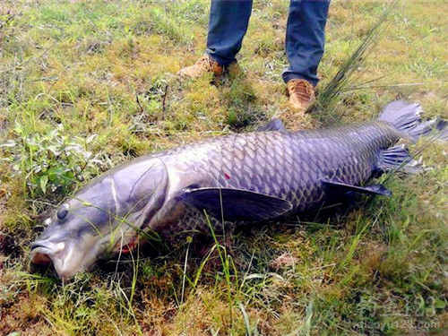 釣青魚