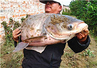 台湾钓法中对象鱼的习性及特点（上）