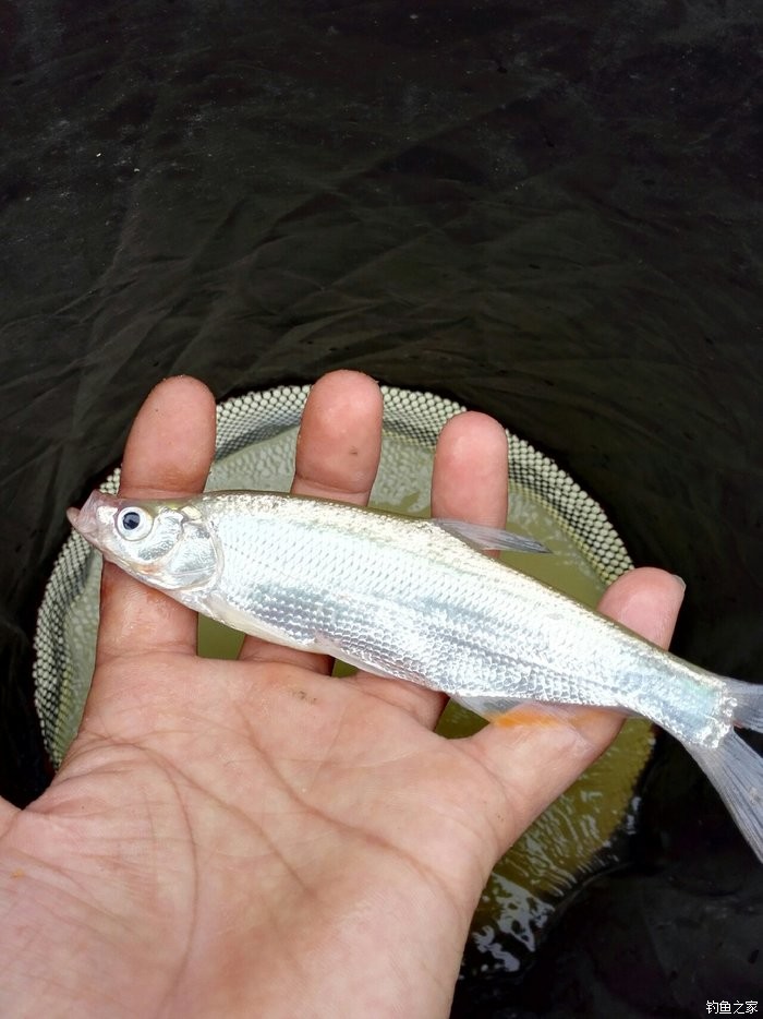 石潯河流,期待的目標魚卻始終沒有出現!