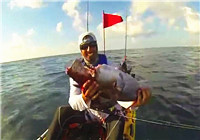 《海钓视频》 男子海钓金枪鱼遭鲨鱼截食