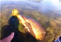 《垂钓对象鱼视频》水草丛中遛翻金黄大鲤鱼