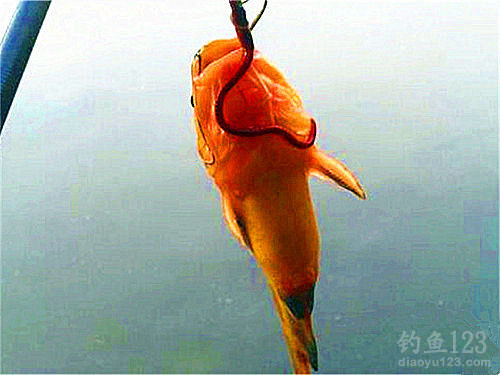 釣黃顙魚
