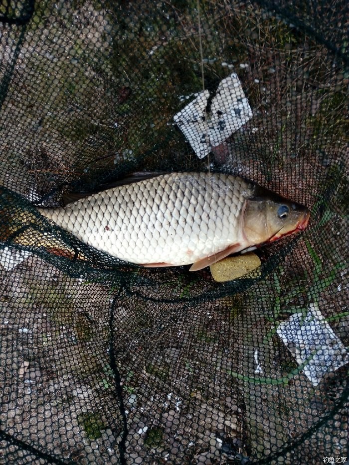 水库鱼种多,目标鱼:鲫鱼,黄鸭叫,鲶鱼,大鲤鱼.