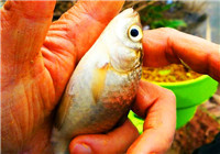 釣友分享自制釣鯽魚餌料的方法（上）