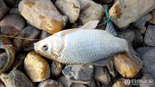 鉤多打架 影響上魚率