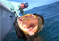 《海釣視頻》 男子奇葩姿勢釣獲巨型龍躉魚