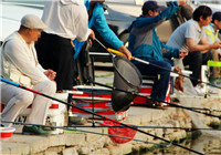 钓友分享黑坑钓鱼的饵料和钓组搭配技巧