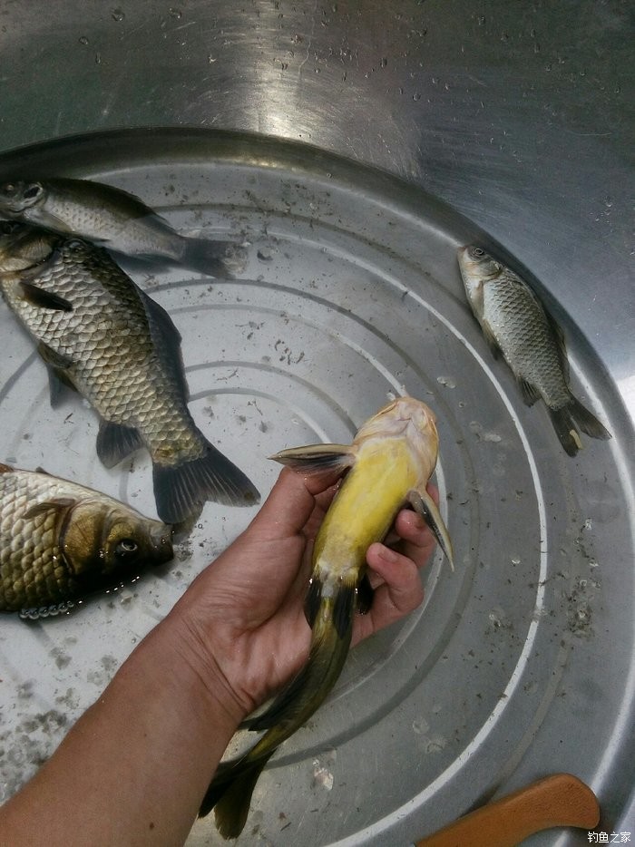 蚯蚓餌料釣黃顙魚