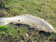 釣友分享的水庫(kù)釣草魚餌料秘方