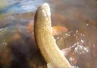 《钓友原创钓鱼视频》 溪流里用飞蝇钓频频上鳟鱼