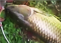 《垂钓对象鱼视频》 湿地野钓擒获二十多斤大草鱼