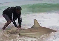 《海钓视频》 男子用气球和鱼头擒获白鲨鱼
