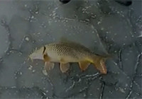 《垂钓对象鱼视频》 男子野地冰钓大黄鲤鱼