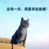 猫爱上了钓鱼