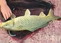 《垂钓对象鱼视频》 水库手竿钓获黄金大鲤鱼