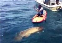 《海釣視頻》 男子划獨木舟海釣擒獲巨型石斑魚