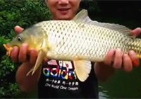 《垂釣對象魚視頻》  男子水庫細竿搏獲黃金鯉