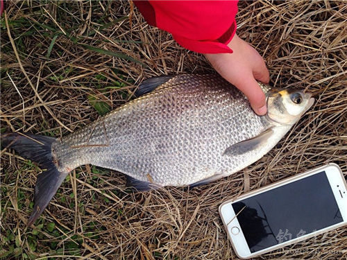 釣鳊魚(yú)